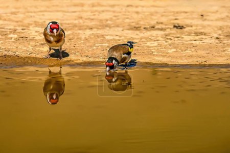 Foto de Pinzón dorado o Carduelis carduelis, reflejado en el estanque dorado - Imagen libre de derechos