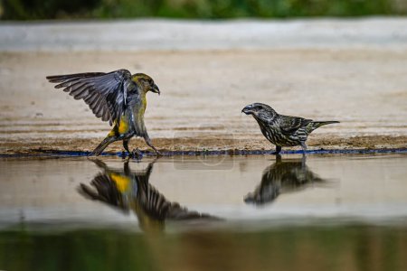 Photo for Crossbill or Loxia curvirostra, reflected in a golden spring - Royalty Free Image