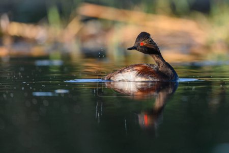 Photo for Black-necked Grebe or Podiceps nigricollis, is a species of podicipediform bird in the family Podicipedidae - Royalty Free Image