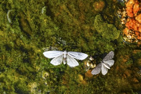 Two butterflies with open wings resting on vibrant green algae in a natural water setting.