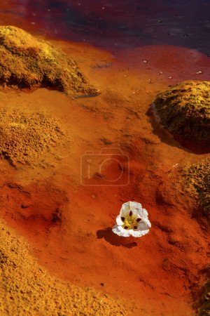 A stark white flower blooms against a backdrop of deep red and orange mineral-rich earth