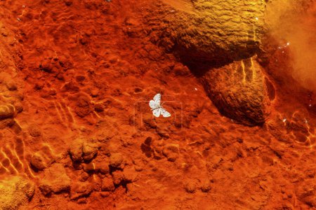 A lone white butterfly contrasts with the vivid, iron-saturated soils of Rio Tinto's banks