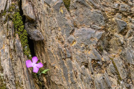 A common gecko merges with the rocky textures of Rio Tinto, beside a vibrant pink flower
