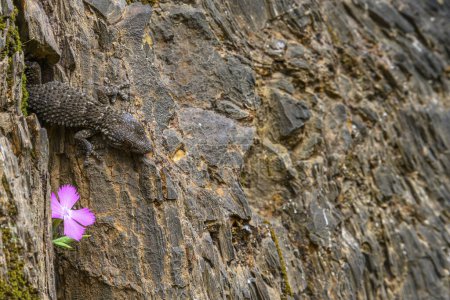 A common gecko merges with the rocky textures of Rio Tinto, beside a vibrant pink flower