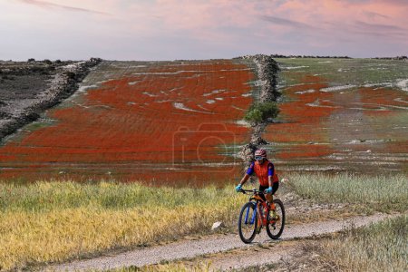 Un ciclista de montaña activo en ropa deportiva cabalga a lo largo de un sendero con un telón de fondo de campos rojos llamativos bajo un cielo al atardecer