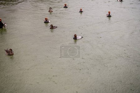 Patos de cresta roja con plumaje llamativo nadan pacíficamente en un entorno natural de agua, exhibiendo sus cabezas coloridas y distintivos picos rojos