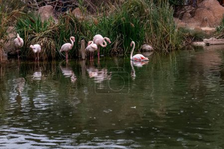 Elegantes flamencos rosados forrajean en el agua junto a un pato en reposo, reflejando la armonía en la naturaleza.