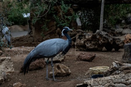A solitary damsel crane, with its striking grey plumage and piercing blue eyes, stands alert in its simulated natural habitat