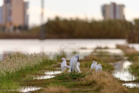 A group of white egrets preening and resting in an urban wetland, with blurred city buildings in the backdrop