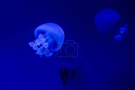 Téléchargez les photos : A delicate Rhopilema esculentum jellyfish floats in the serene depths of the ocean, its translucent body glowing against the dark blue water - en image libre de droit