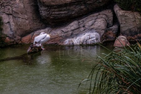 A congregation of Pelecanus crispus enjoying a rest on rocky terrain next to a tranquil pond.