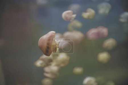 Téléchargez les photos : A delicate Rhopilema esculentum jellyfish floats in the serene depths of the ocean, its translucent body glowing against the dark blue water - en image libre de droit