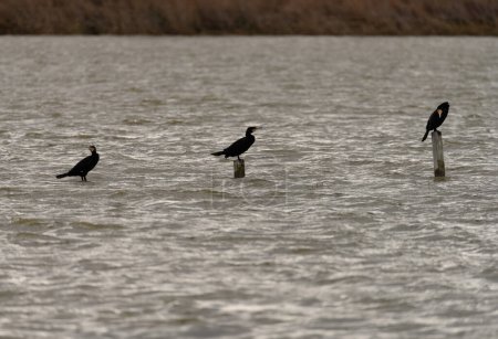 A lone great cormorant stands vigilant on a wooden stump, amidst the choppy waters of a turbulent river