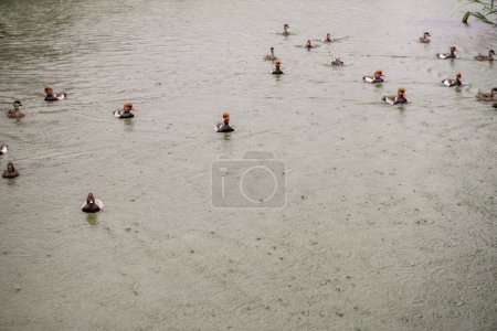 Patos de cresta roja con plumaje llamativo nadan pacíficamente en un entorno natural de agua, exhibiendo sus cabezas coloridas y distintivos picos rojos