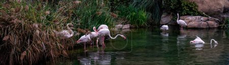 Elegant pink flamingos forage in the water alongside a resting duck, reflecting harmony in nature.
