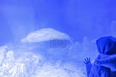 Ein heiterer Beluga-Wal, gefangen in einem Moment der Unterwasser-Eleganz, dessen weiße Form wunderschön mit der tiefblauen Umgebung kontrastiert