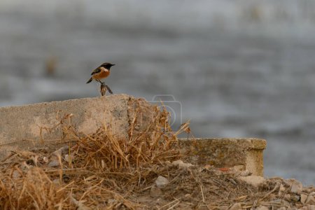 A European stonechat (Saxicola rubicola), known locally as tarabilla, rests on a weathered concrete block against a blurred water backdrop
