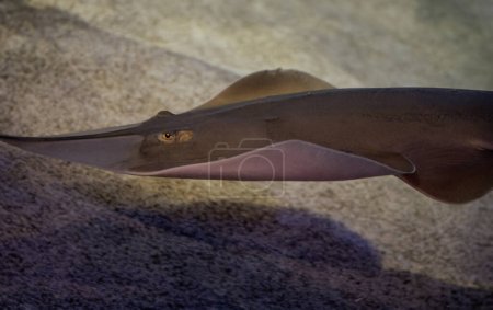 Close-up view of a stingray with its distinctive wing-like fins, effortlessly swimming above the sandy seabed.