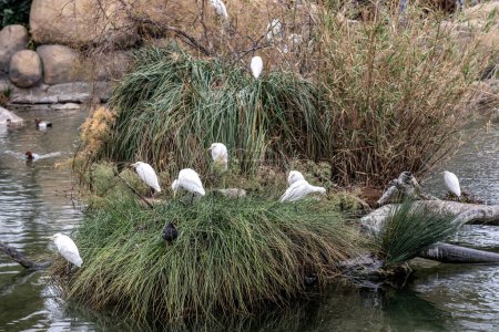 A group of Snowy Egrets accompanied by ducks resting on a lush riverside nesting area surrounded by rocks