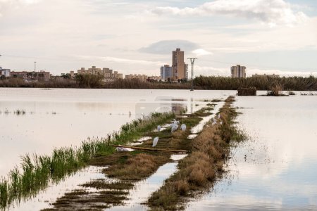 A flock of egrets forage near the water's edge in a wetland, with the encroaching urban skyline in the distance