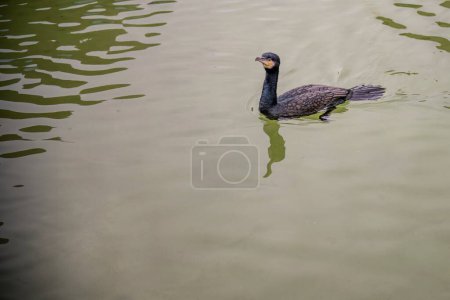 A stately sergeant cormorant navigates through gentle water ripples, its sleek black plumage contrasting with the soft water hues