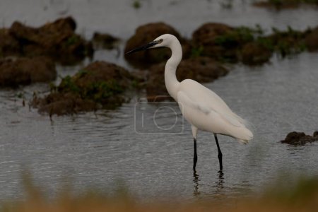 A graceful white egret stands in shallow waters, its reflection mirrored in the water amongst the muddy banks