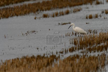 A graceful white egret stands in shallow waters, its reflection mirrored in the water amongst the muddy banks