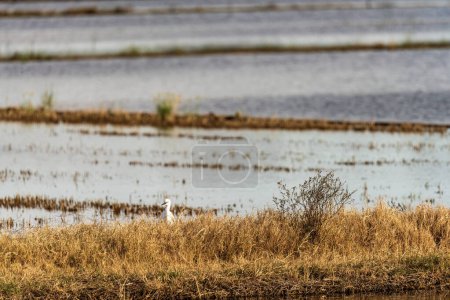 A lone egret stands amidst the reeds in a wetland habitat, with expansive flooded fields in the background.