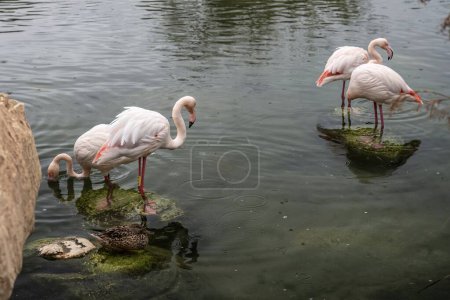 Elegante rosafarbene Flamingos im Wasser neben einer ruhenden Ente, die Harmonie in der Natur widerspiegelt.