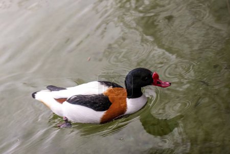 An elegant Common Shelduck, distinguished by its bold coloration, paddles through the gentle ripples of a pond