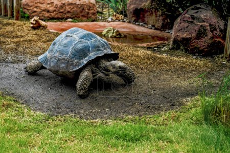 A majestic Aldabra giant tortoise walks across a muddy terrain surrounded by lush vegetation.