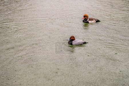 Rotschopfruderenten mit auffälligem Gefieder schwimmen friedlich in einer natürlichen Wasserlandschaft und zeigen ihre bunten Köpfe und markanten roten Schnäbel.