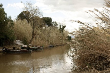 Weathered boats rest in a secluded nook of a river, surrounded by tall dry reeds, evoking a sense of rustic serenity