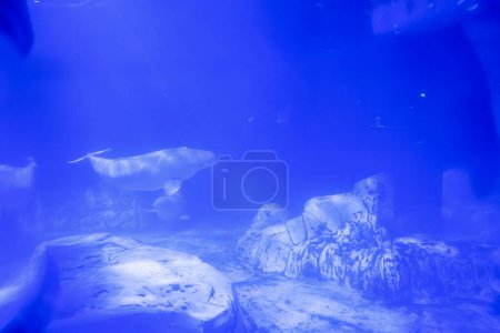 A serene beluga whale captured in a moment of underwater elegance, its white form contrasting beautifully with the deep blue surroundings
