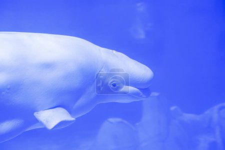 A serene beluga whale captured in a moment of underwater elegance, its white form contrasting beautifully with the deep blue surroundings