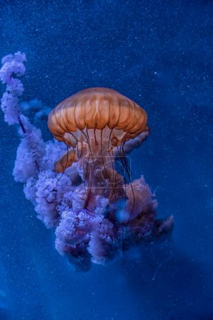 Die faszinierende, leuchtende Qualle oder lila Stachel schwebt im unheimlichen Blau des Ozeans, ihre Tentakel ziehen sich wie zarte Fäden dahin..