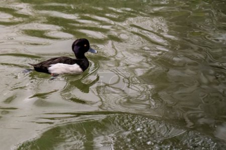 A solitary Tufted Duck, identifiable by its distinctive head tuft, glides across the reflective surface of a peaceful pond