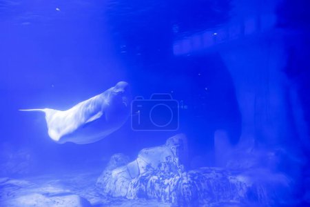 Ein heiterer Beluga-Wal, gefangen in einem Moment der Unterwasser-Eleganz, dessen weiße Form wunderschön mit der tiefblauen Umgebung kontrastiert