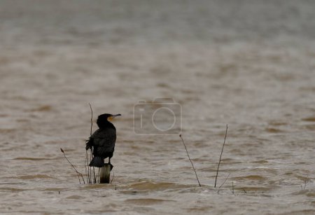 A lone great cormorant stands vigilant on a wooden stump, amidst the choppy waters of a turbulent river