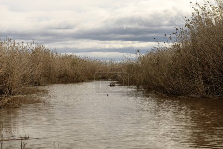 Golden reed beds swaying in the wind along the shores of Albufera, Valencia, under a softly clouded sky