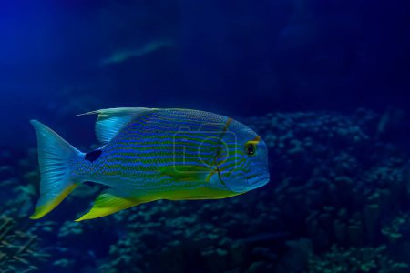Téléchargez les photos : Un poisson grognant rayé coloré, connu sous le nom de poisson pirate, glisse dans les eaux sombres d'un récif corallien. - en image libre de droit