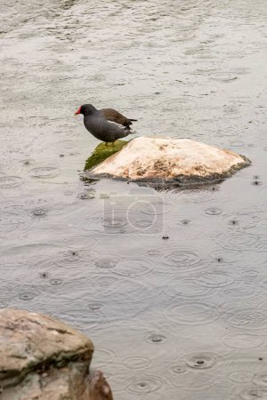 A common moorhen stands on a solitary rock amidst a raindrop-patterned water surface.