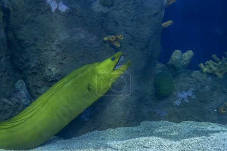 The vivid green Muraena helena, commonly known as the Mediterranean moray eel, peers out from its rocky lair in the reef