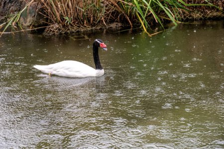 A solitary black-necked swan swims peacefully amidst gentle raindrops creating ripples on the waters surface