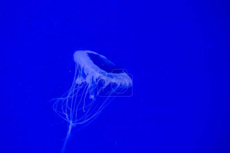Eine Pazifische Brennnesselqualle schwebt elegant vor dem Hintergrund des tiefblauen Meeres, ihre Tentakel sanft hinter sich herziehend
