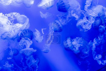 Un essaim serein de méduses de Chrysaora fuscescens dérivant gracieusement dans la mer d'un bleu profond.