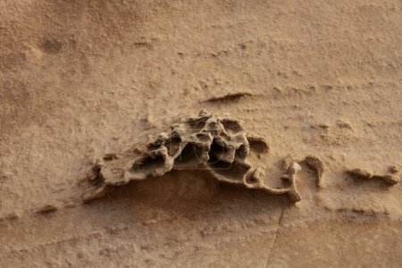Close-up of honeycomb weathering patterns on a sandstone surface, showcasing natural erosion and unique textures. Ideal for geological studies and nature backgrounds.