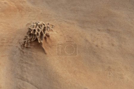 Close-up of a sandstone formation featuring prominent honeycomb weathering. Highlights natural erosion patterns and textures. Ideal for geological studies and nature backgrounds.