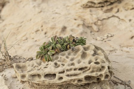 Close-up of a succulent plant growing on a honeycomb weathered rock in a sandy desert environment. Ideal for nature, desert landscapes, and botanical themes.