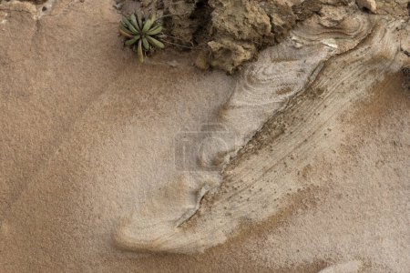 Close-up of sandstone erosion patterns with a small succulent plant. Highlights natural textures and geological formations. Perfect for nature and botanical themes.